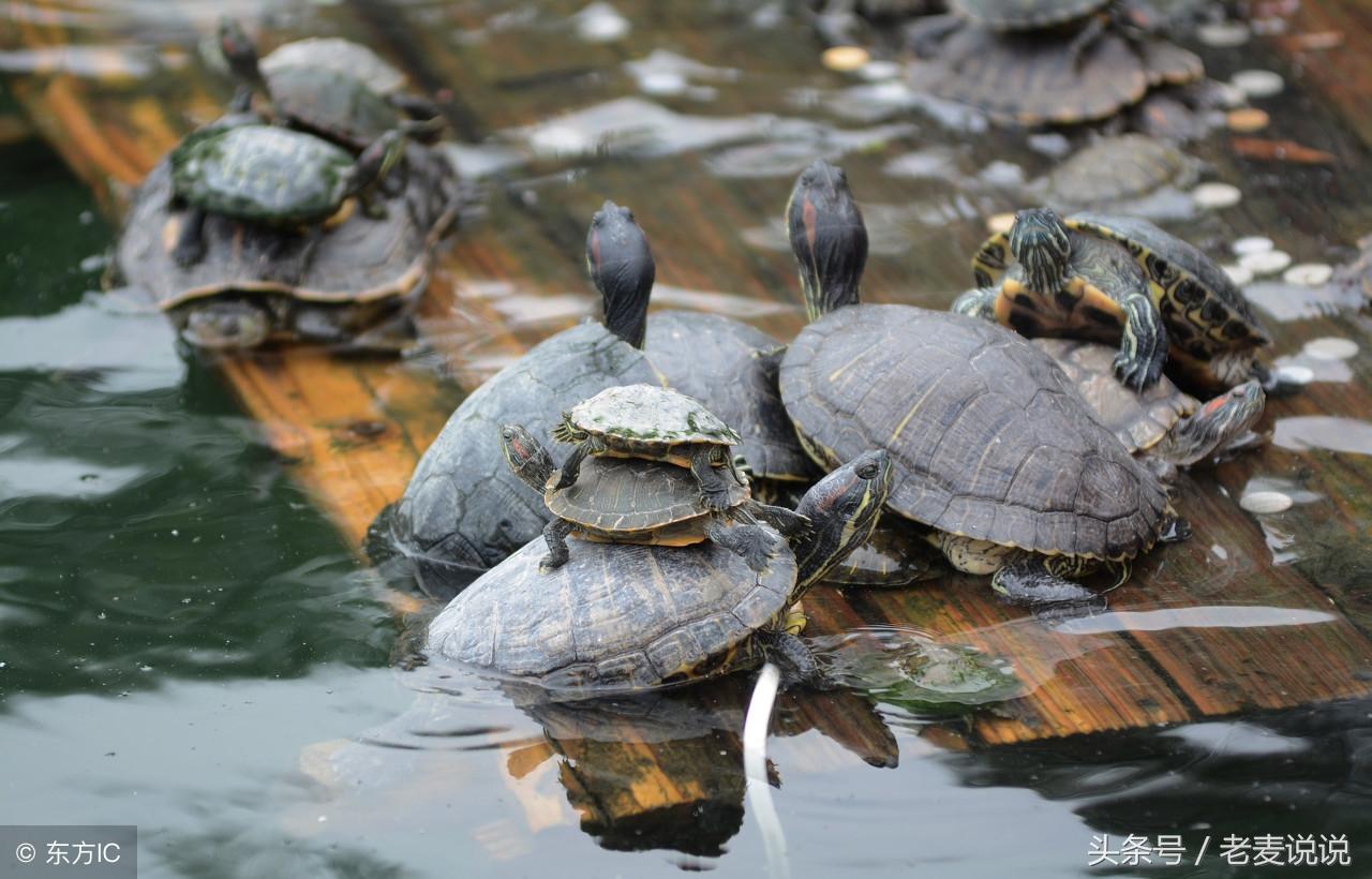 老麦说说:诸余罪中,杀罪最重;诸功德中,不杀第一,请正确放生(图3) 老麦说说:诸余罪中,杀罪最重;诸功德中,不杀第一,请正确放生(图3)