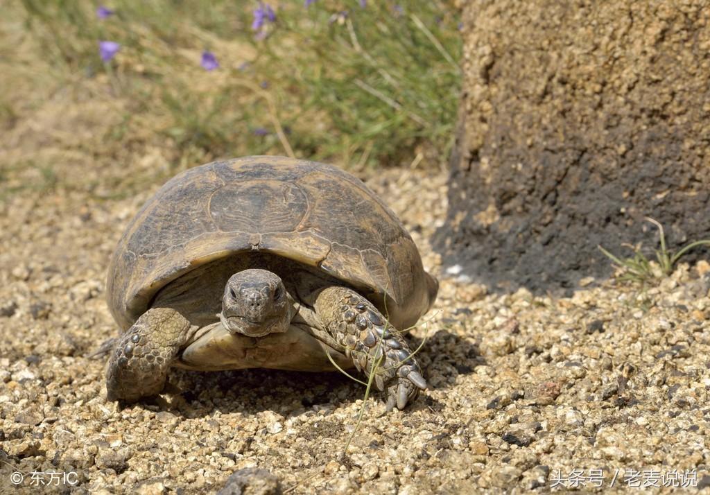 老麦说说:诸余罪中,杀罪最重;诸功德中,不杀第一,请正确放生(图4) 老麦说说:诸余罪中,杀罪最重;诸功德中,不杀第一,请正确放生(图4)