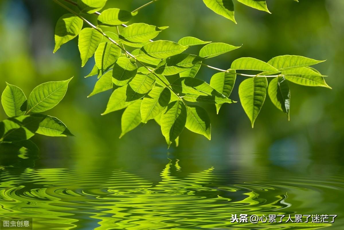 人生感悟经典句子，放弃和被放弃(图2)