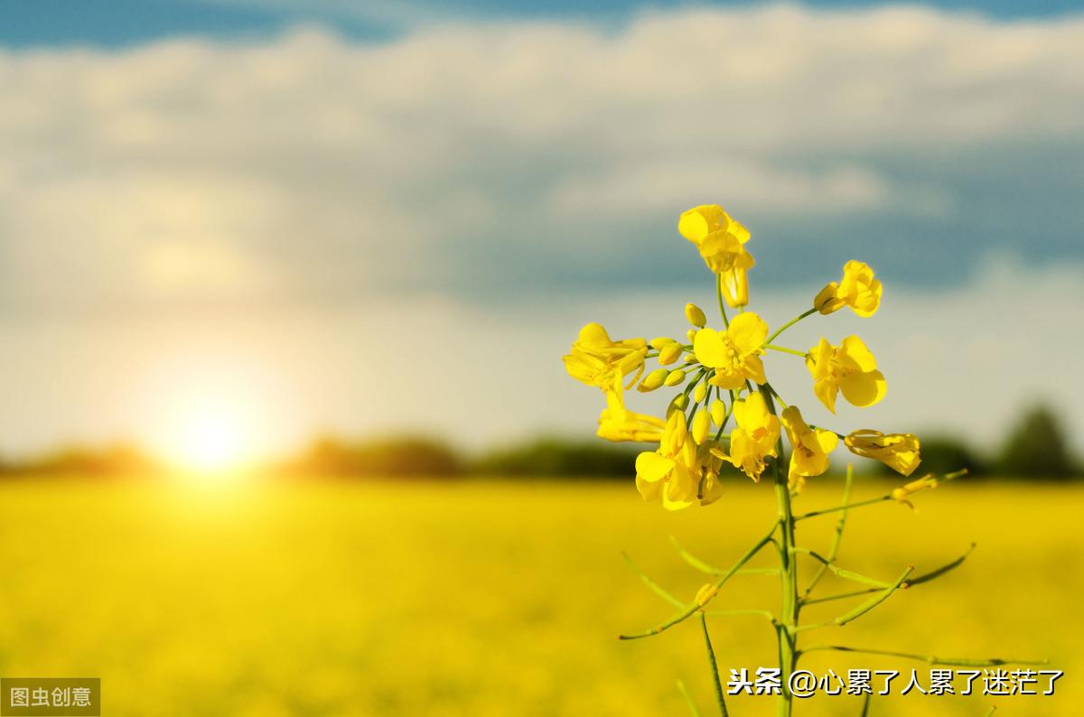 人生感悟经典句子，放弃和被放弃(图3)