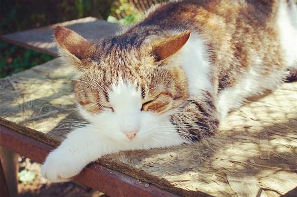 优美文艺的21条暖心句子，句句清新脱俗，哪句话让你一见倾心？(图1)