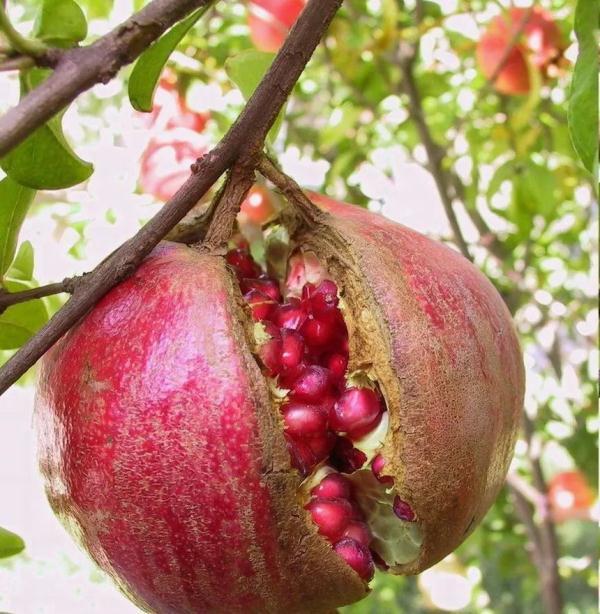 致中秋：小时只知月饼甜，长大才懂人生难(图1)