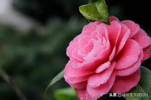 很励志的一句话相信自己和超越自己，实现自己的价值(图1)