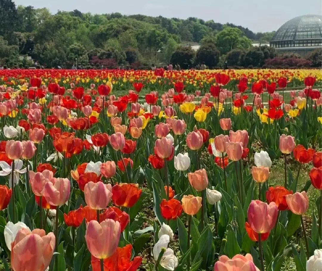 赞美让人沉醉在花海的句子，这个春季等待着与你邂逅(图1)