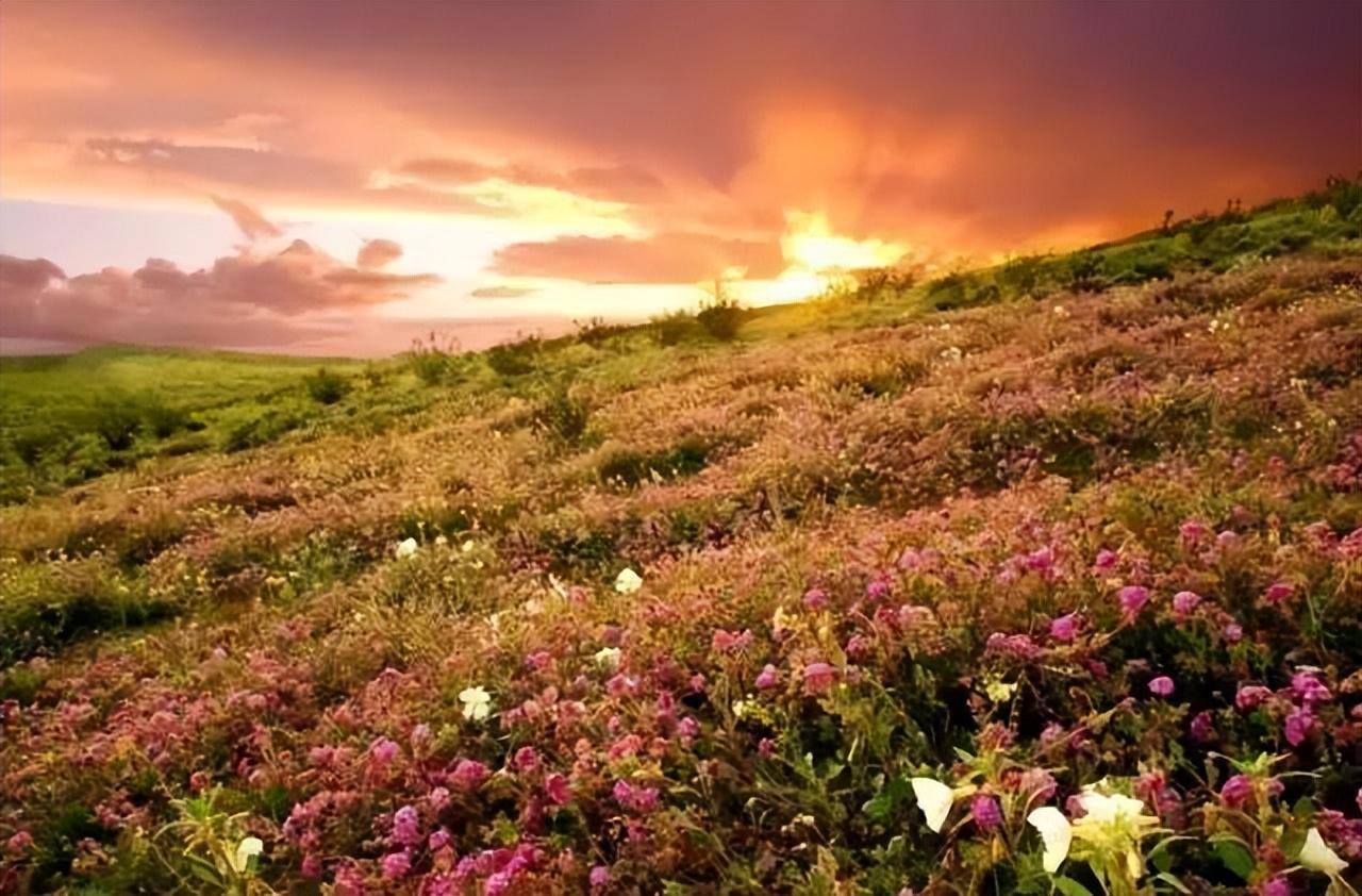 赞美让人沉醉在花海的句子，这个春季等待着与你邂逅(图3)