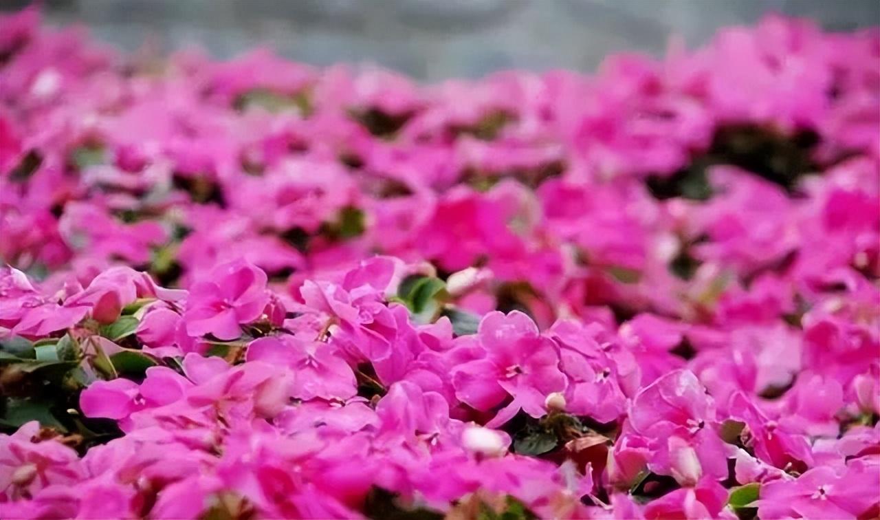 赞美让人沉醉在花海的句子，这个春季等待着与你邂逅(图4)