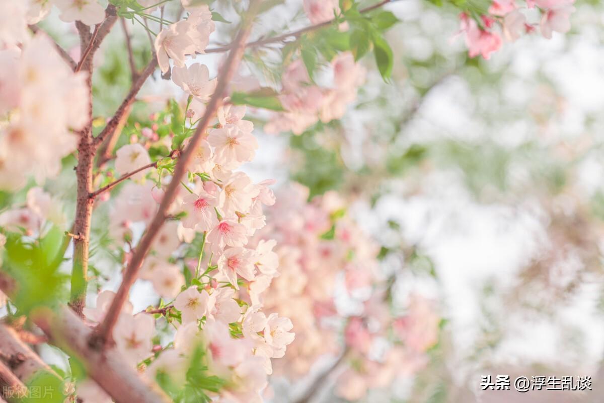 唯美春日赏花文案，发朋友圈很高级(图2)