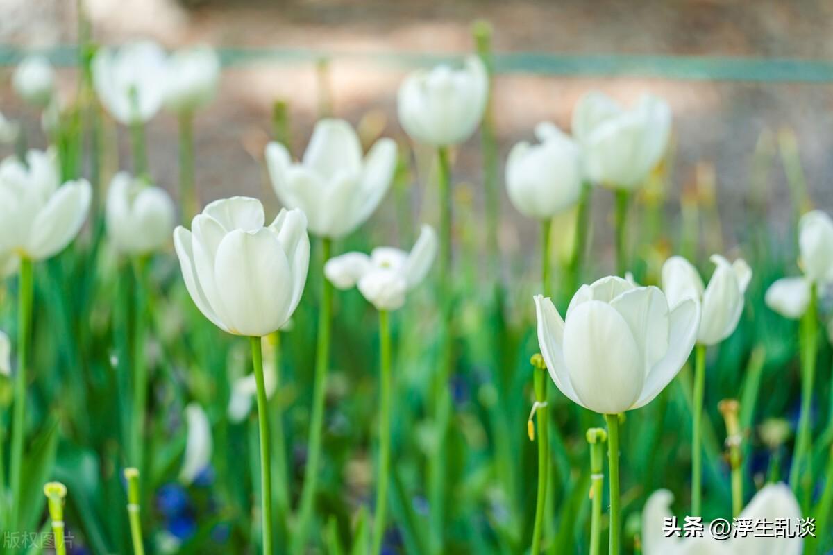 唯美春日赏花文案，发朋友圈很高级(图4)