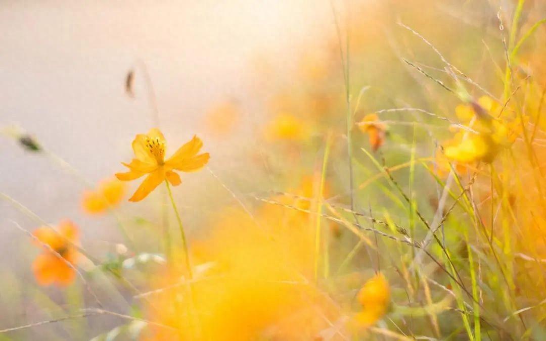 心情愉悦唯美短句：沉醉在美丽的心情花园(图1)