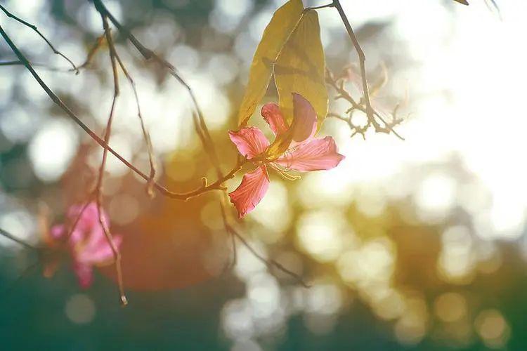 心情愉悦唯美短句：沉醉在美丽的心情花园(图4)