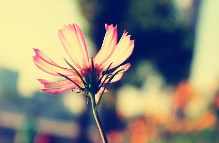 心情愉悦唯美短句：沉醉在美丽的心情花园(图5)