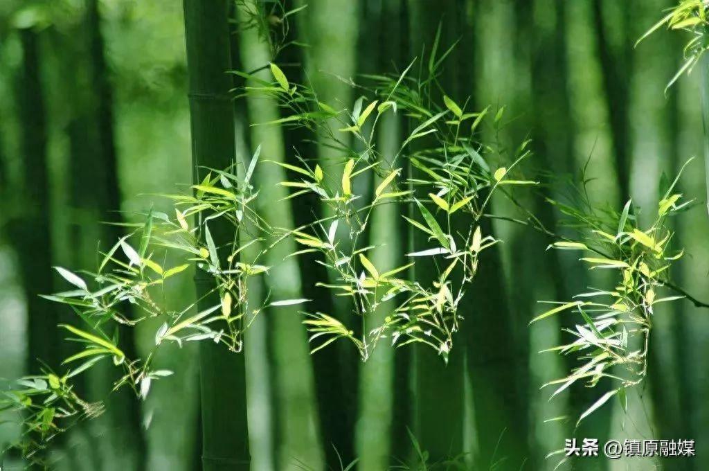 《菜根谭》处世箴言60句，发人深省！(图1)