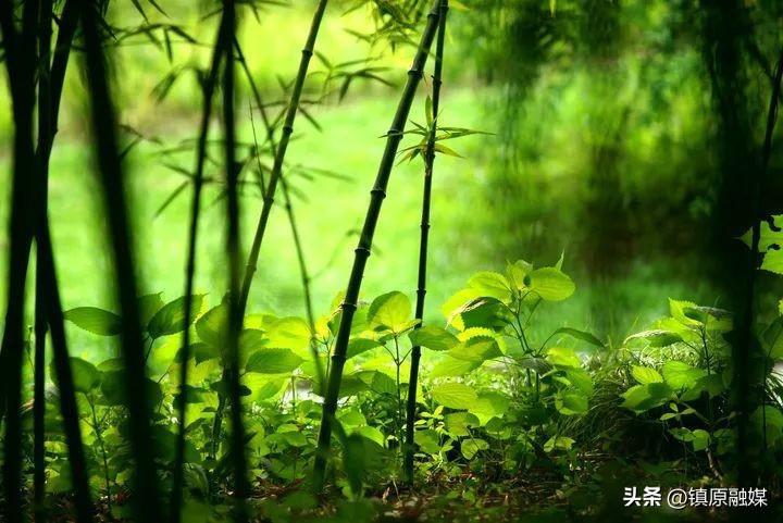 《菜根谭》处世箴言60句，发人深省！(图6)