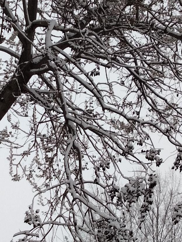 飘落的那洁白的雪花，是故乡的原风景里的一抹乡愁【散文】(图6)