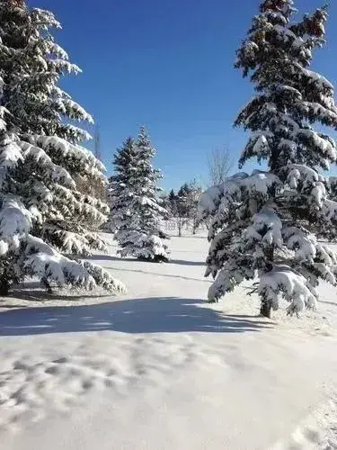 雪的魅力：白色世界中的纯净与宁静(图1)