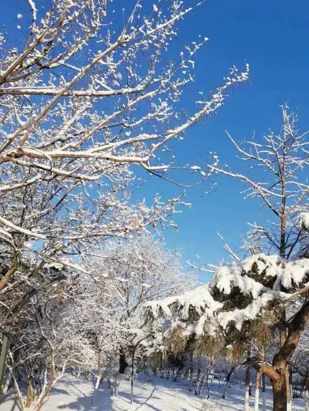 雪的魅力：白色世界中的纯净与宁静(图2)