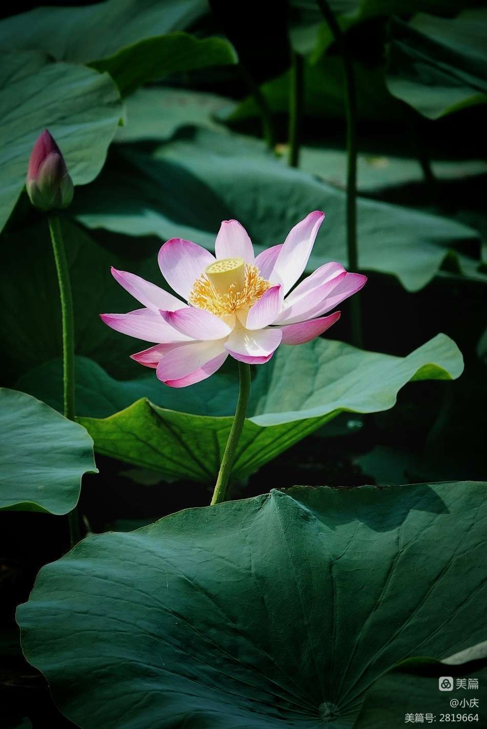 人间秋凉，陌上花落，愿你心怀希望，向暖而生(图1)