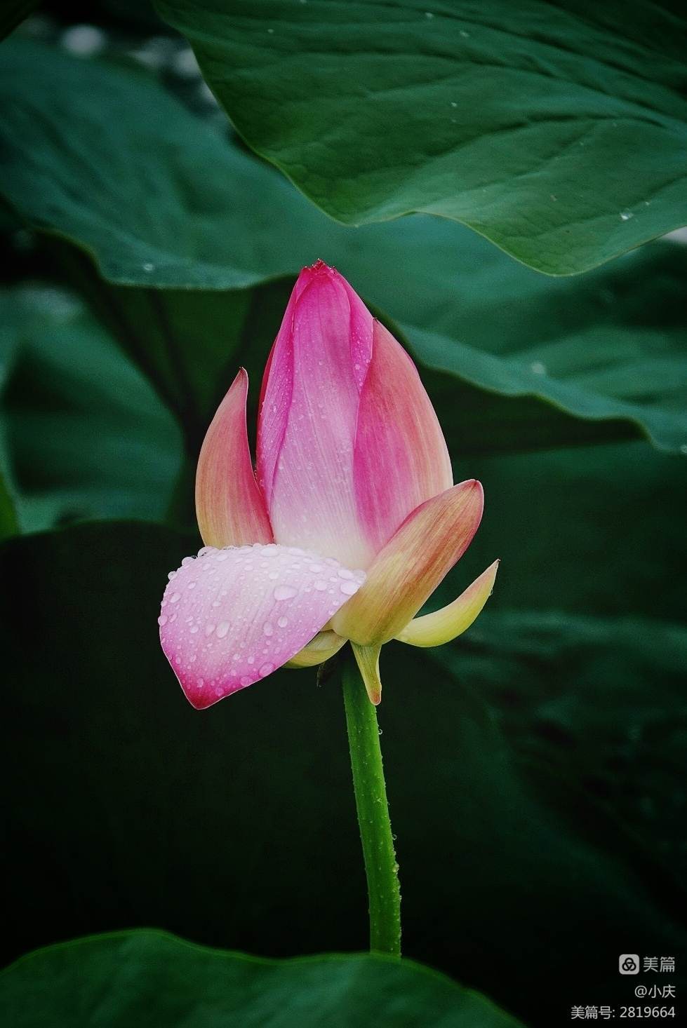 人间秋凉，陌上花落，愿你心怀希望，向暖而生(图2)