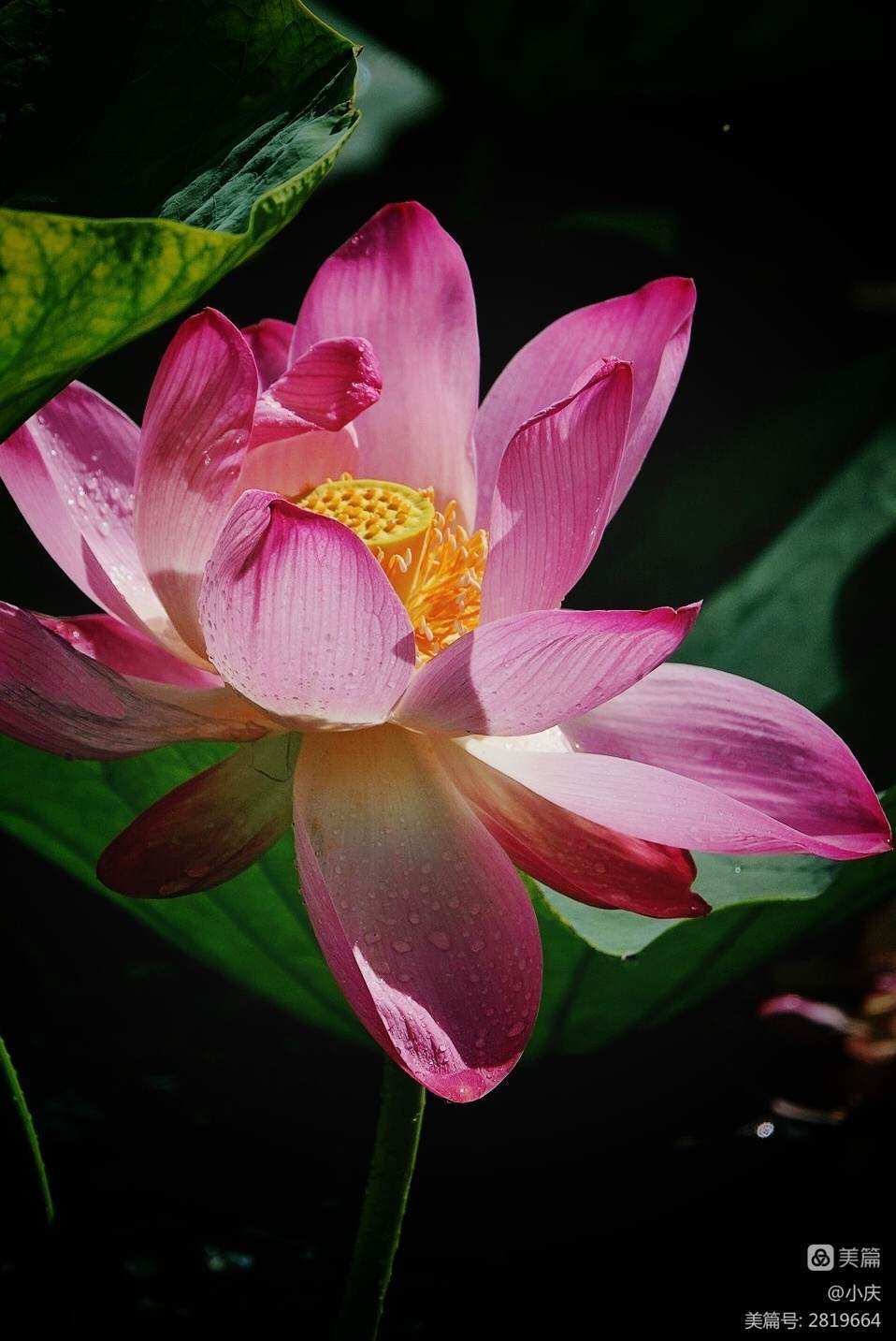 人间秋凉，陌上花落，愿你心怀希望，向暖而生(图4)