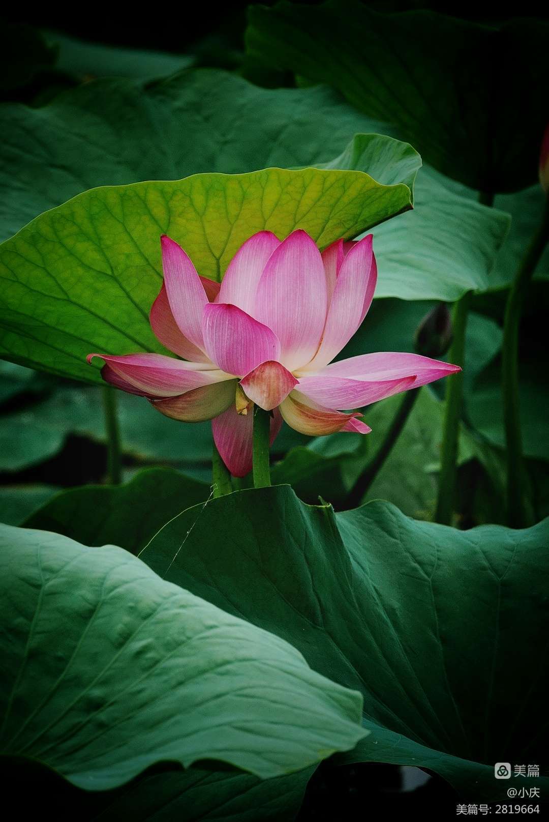 人间秋凉，陌上花落，愿你心怀希望，向暖而生(图5)