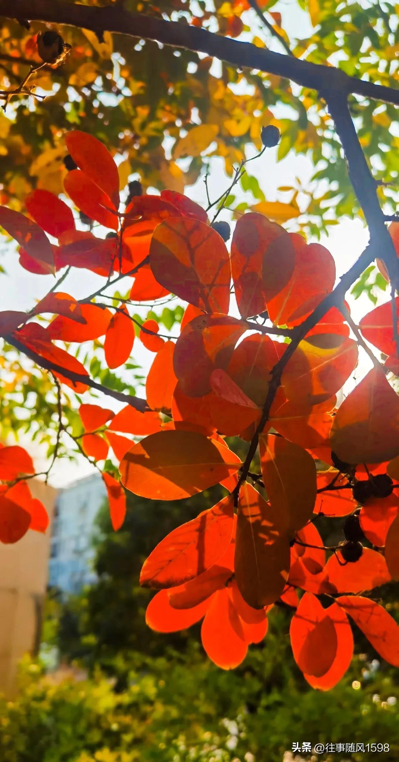 站在时光的肩头，看秋叶之静美(图1)