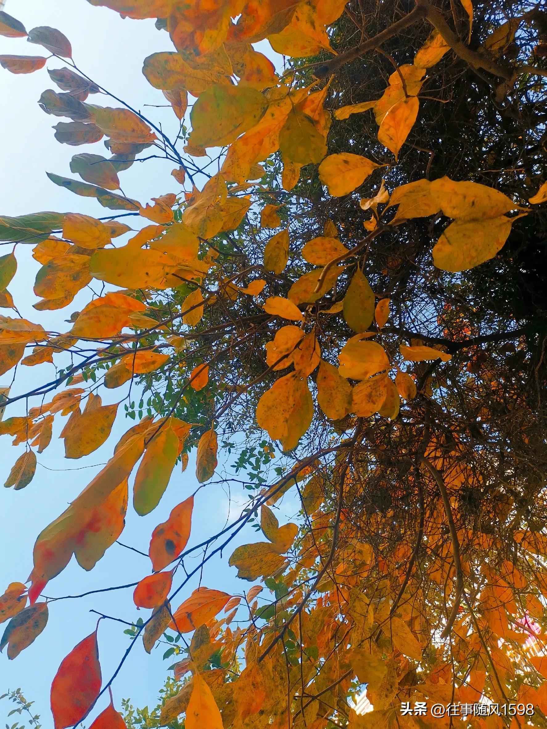 站在时光的肩头，看秋叶之静美(图2)