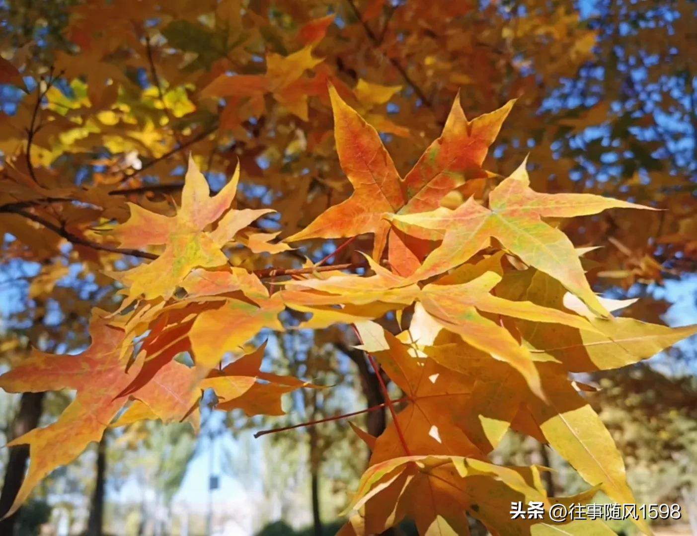 站在时光的肩头，看秋叶之静美(图3)