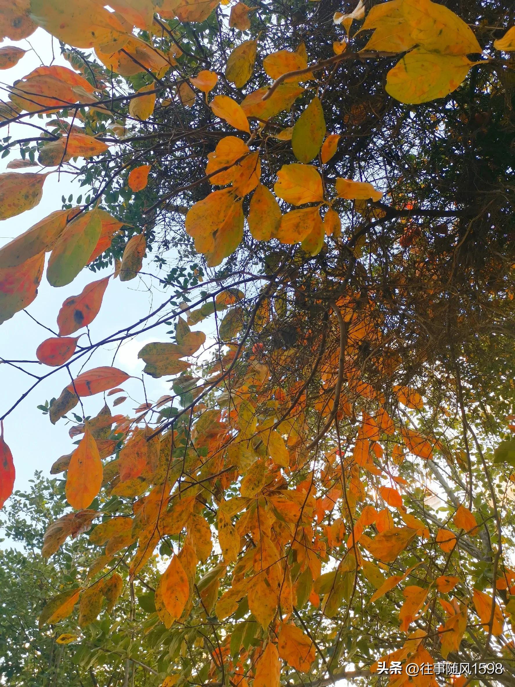 站在时光的肩头，看秋叶之静美(图4)