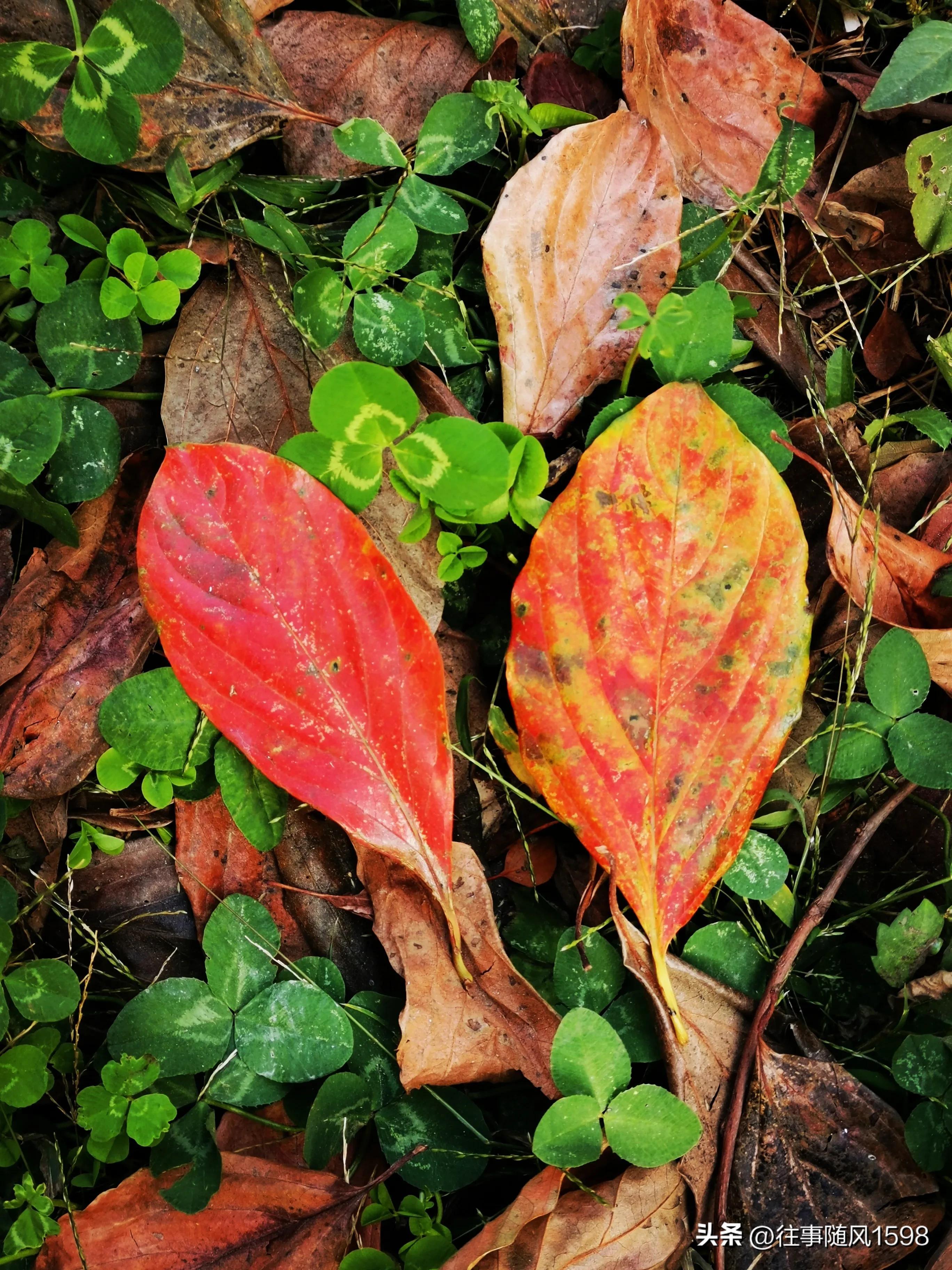 站在时光的肩头，看秋叶之静美(图5)