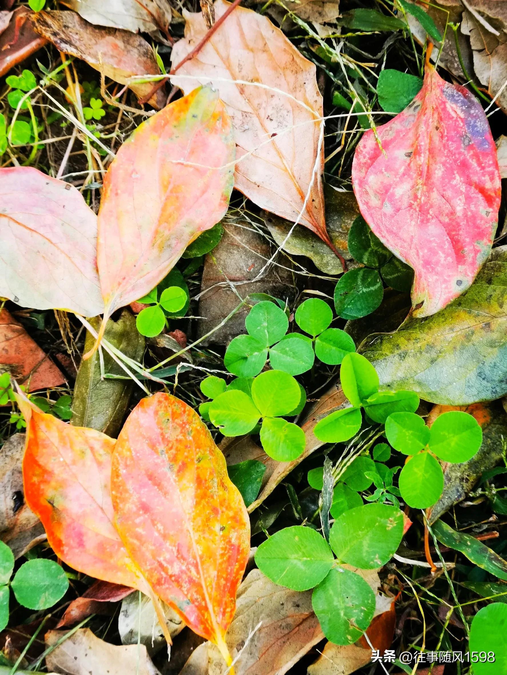 站在时光的肩头，看秋叶之静美(图6)