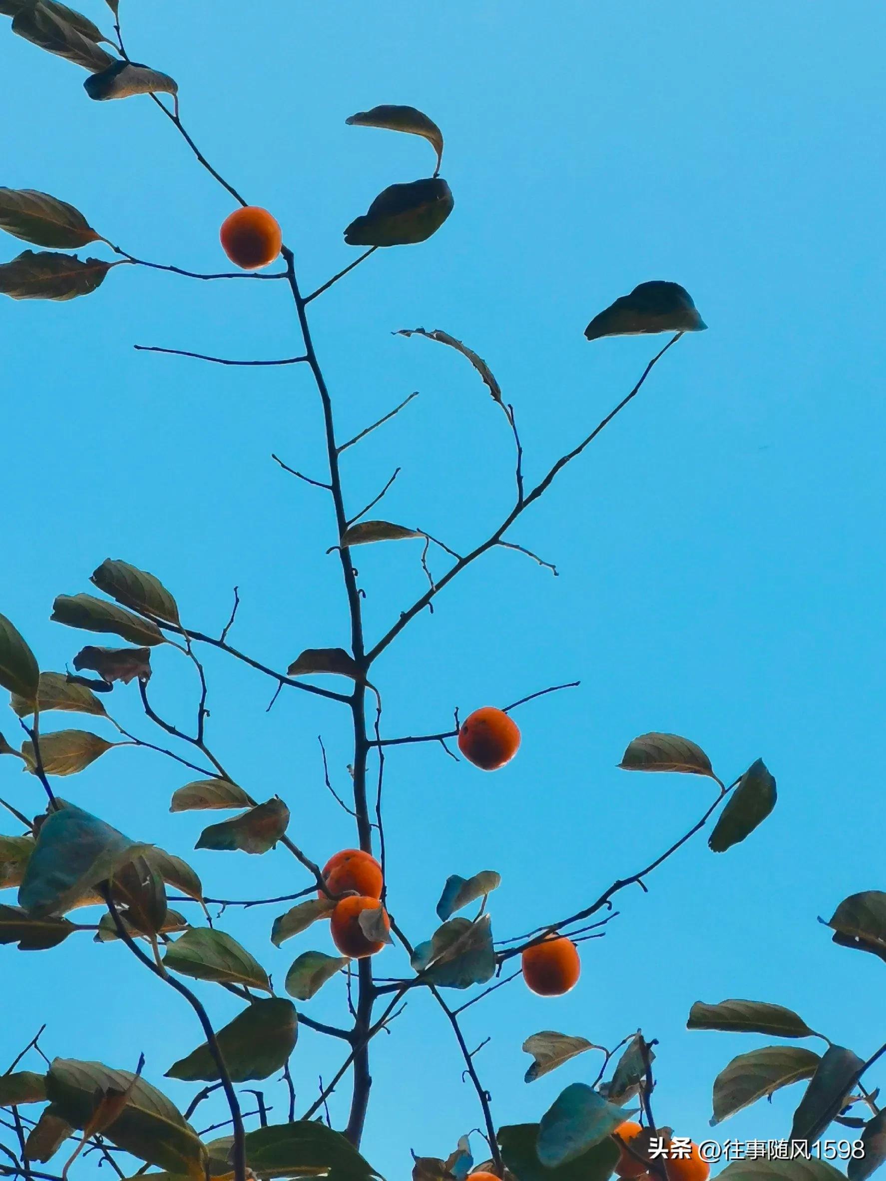 站在时光的肩头，看秋叶之静美(图7)