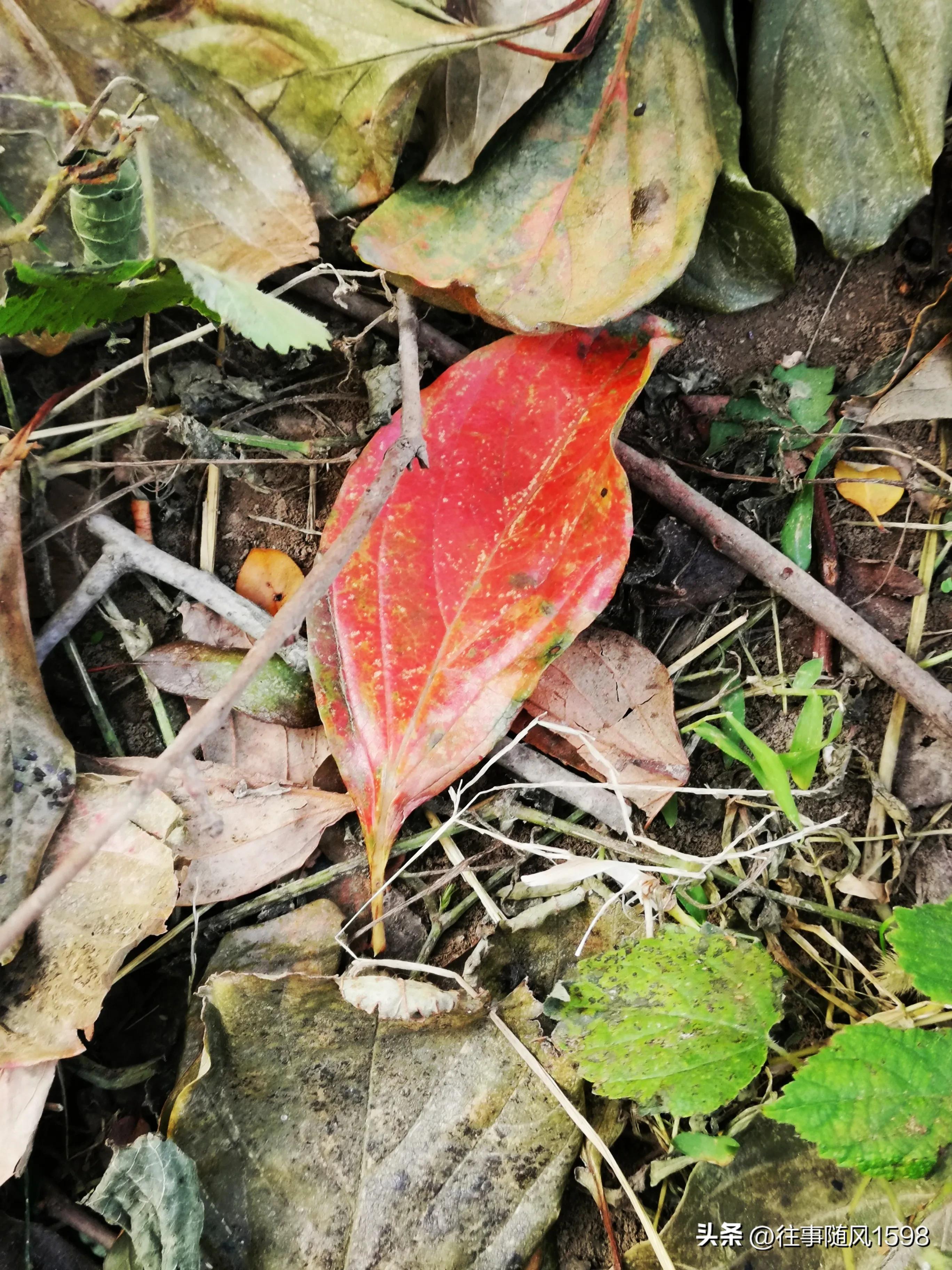 站在时光的肩头，看秋叶之静美(图8)