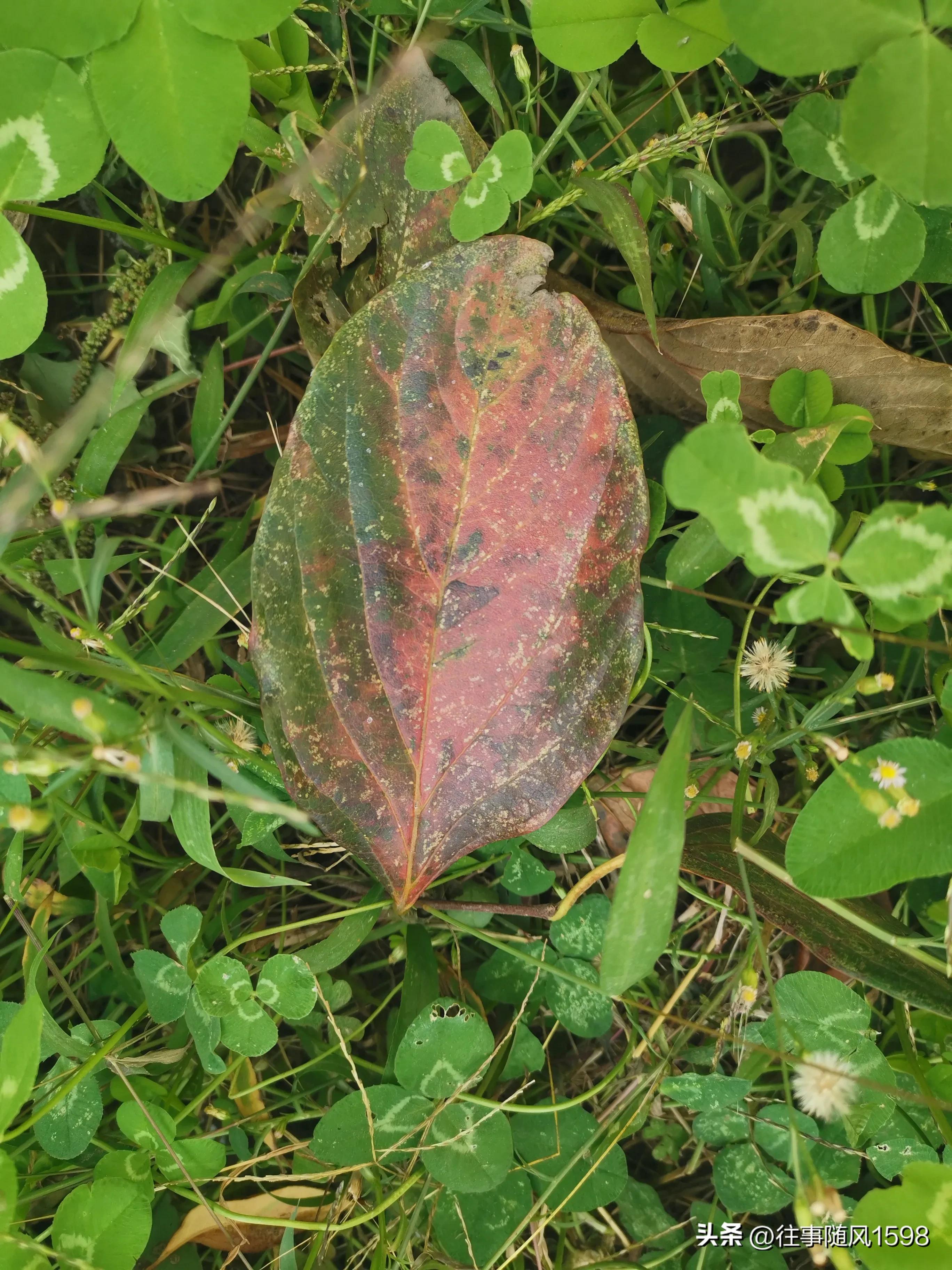 站在时光的肩头，看秋叶之静美(图9)