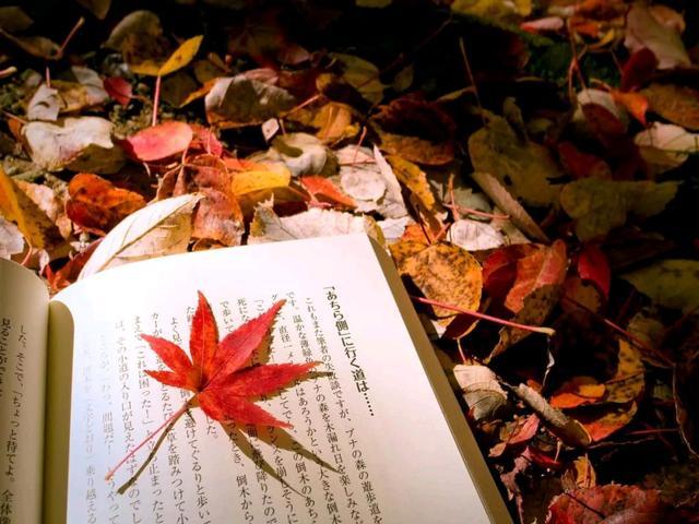 深秋风凉，落叶飘零，愿你心中有温暖，且待篱前菊花香(图1)