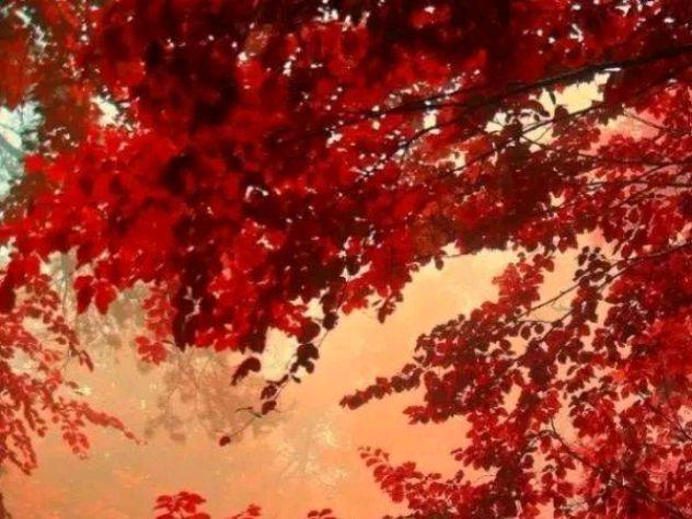 深秋风凉，落叶飘零，愿你心中有温暖，且待篱前菊花香(图2)