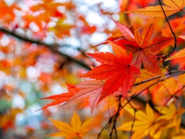 深秋风凉，落叶飘零，愿你心中有温暖，且待篱前菊花香(图3)