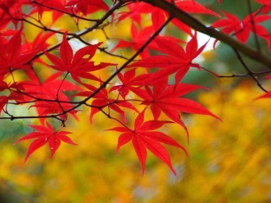 深秋风凉，落叶飘零，愿你心中有温暖，且待篱前菊花香(图4)