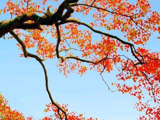 深秋风凉，落叶飘零，愿你心中有温暖，且待篱前菊花香(图6)