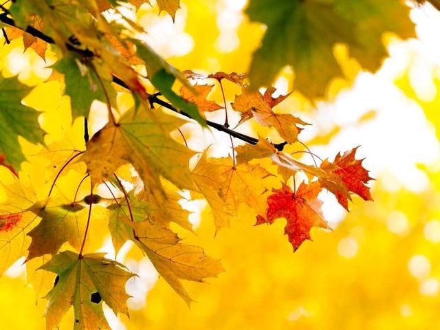 深秋风凉，落叶飘零，愿你心中有温暖，且待篱前菊花香(图7)