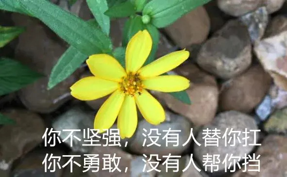 人总有一天会长大，何必成熟太早，失去太早，早安(图2)