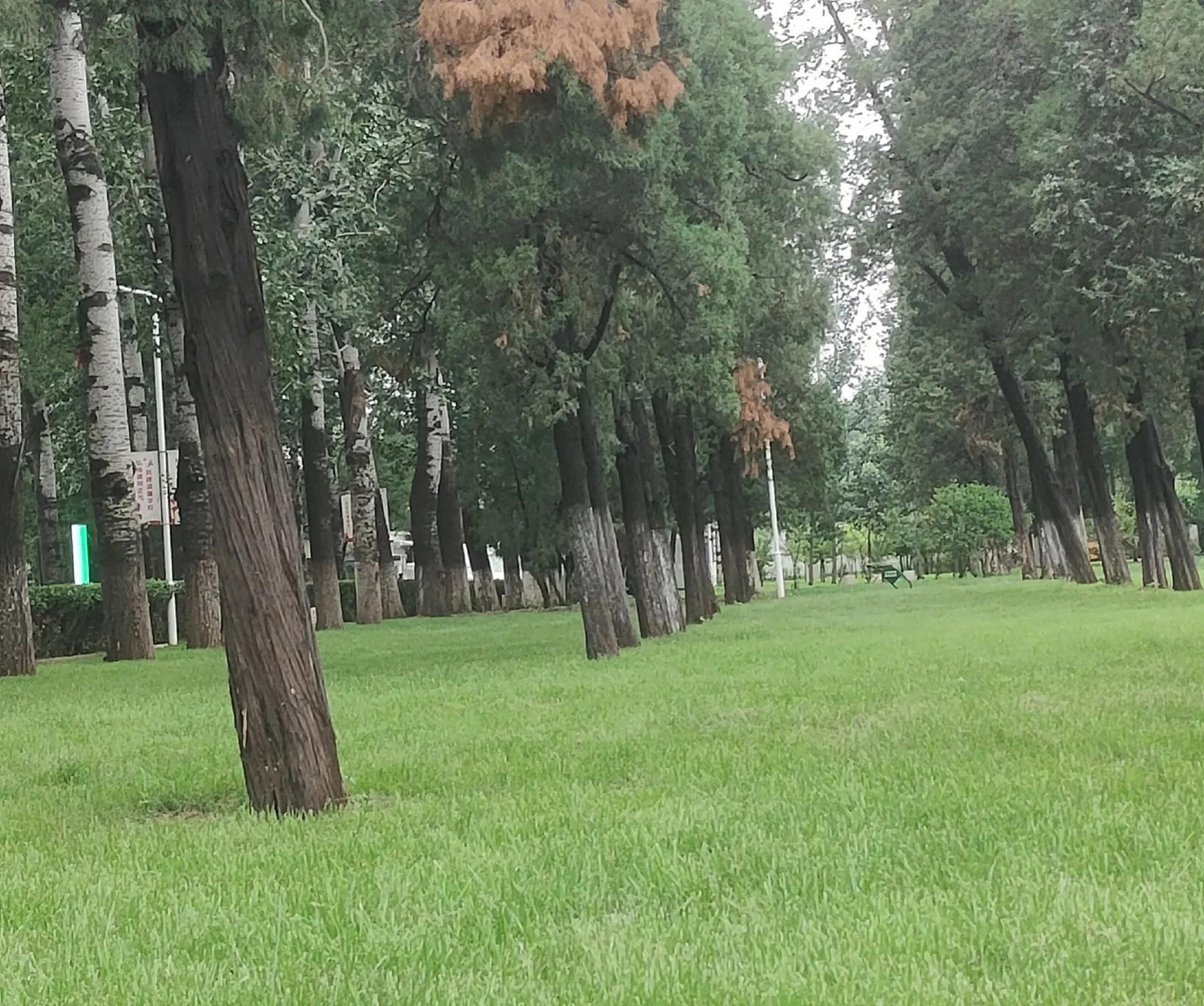 思念你（短句）(图1)