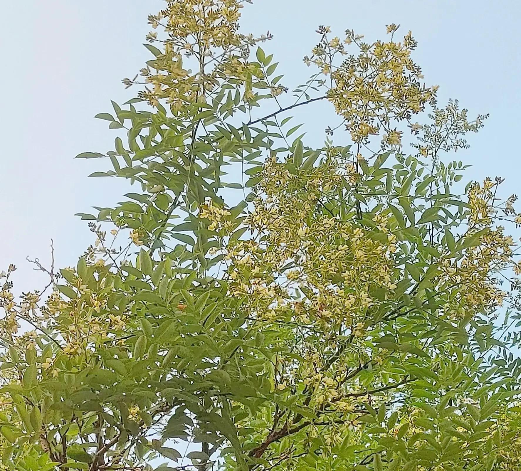 思念你（短句）(图2)