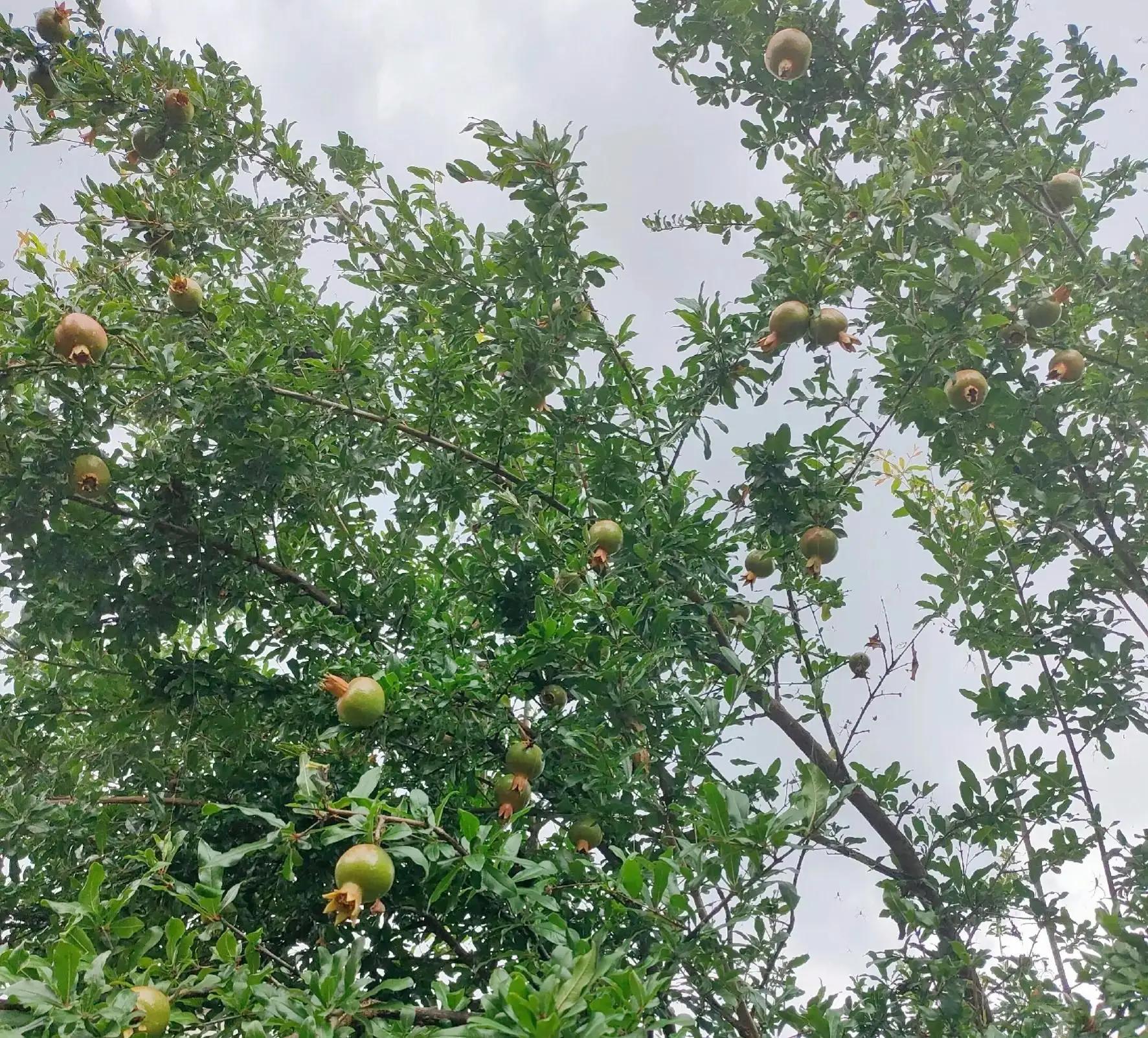 思念你（短句）(图3)