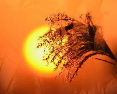 当你老了，就回农村去吧，不再漂泊(图2)