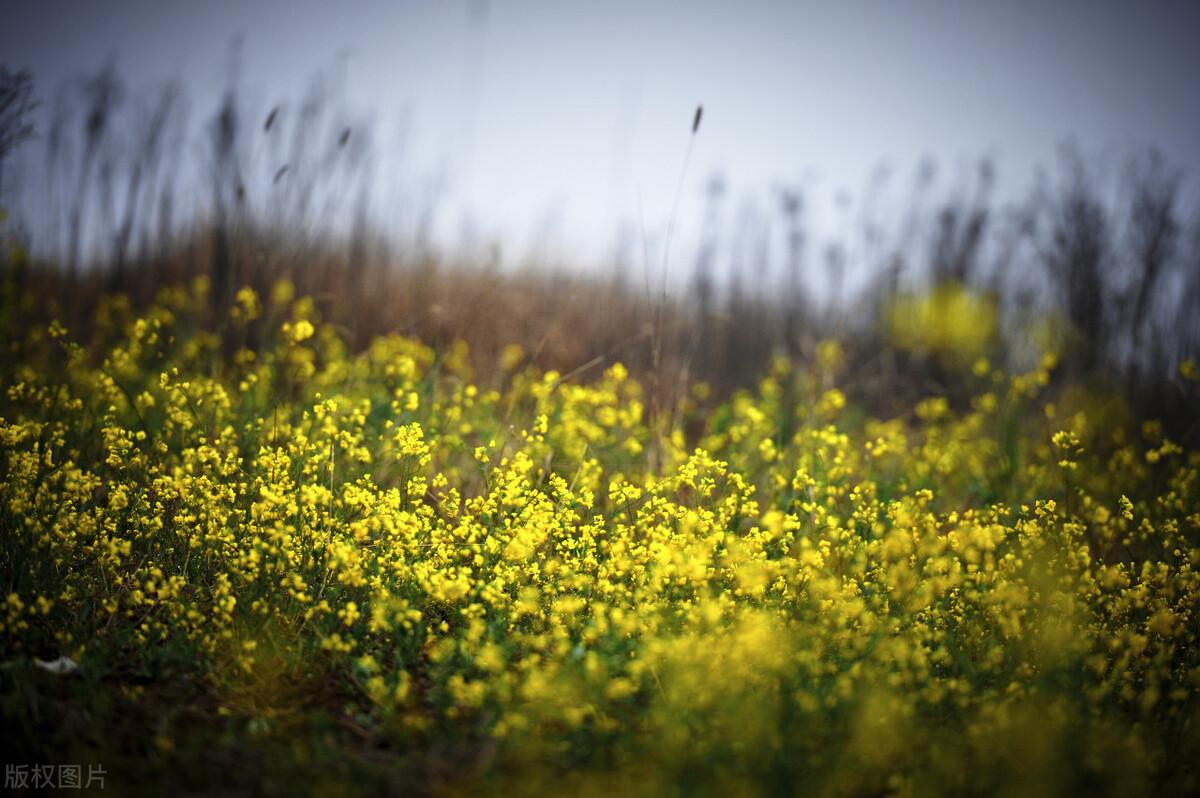 等我们老了，两鬓霜花，就回乡下老家去(图5)
