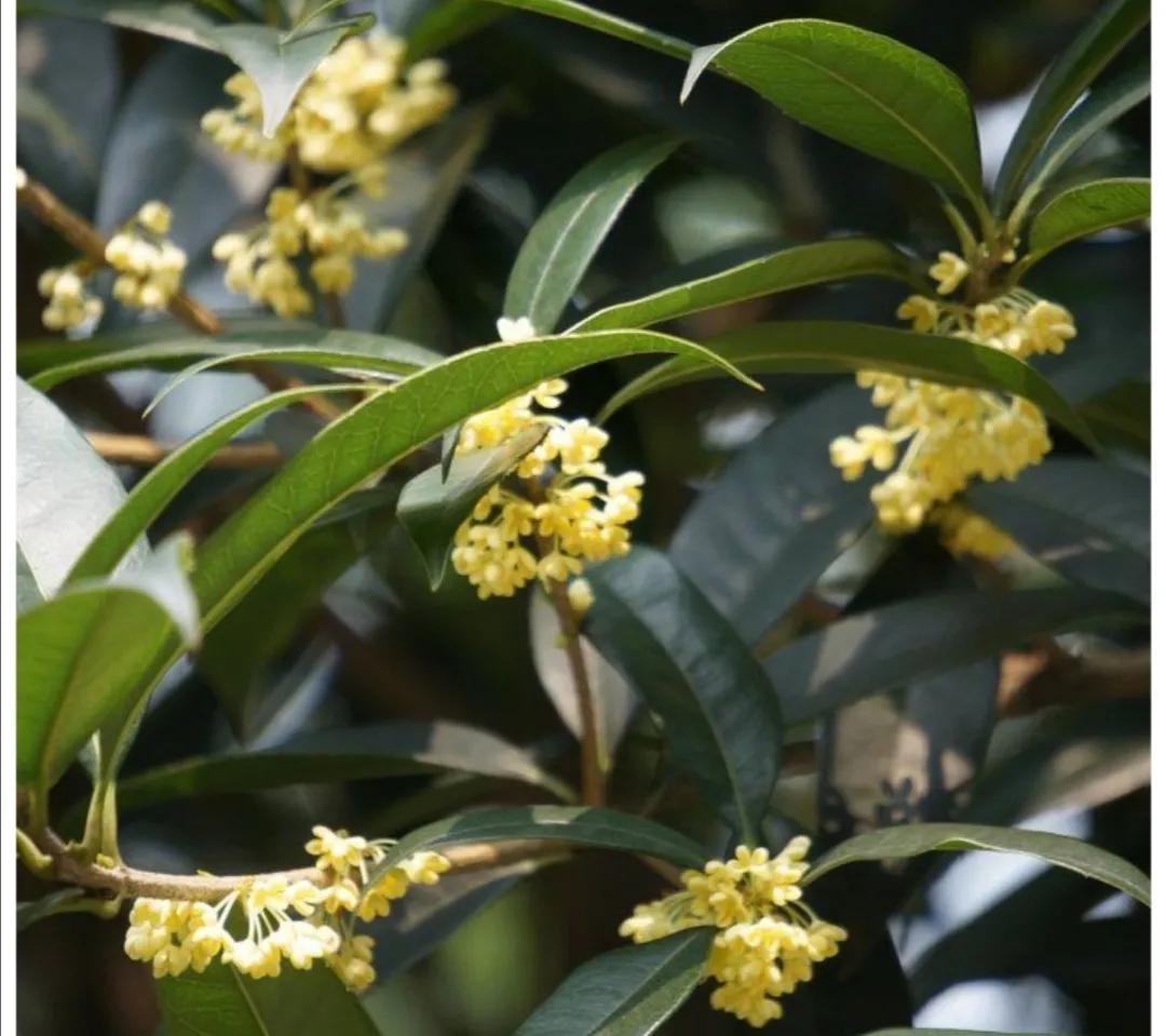 千姿百态的桂花(图1)