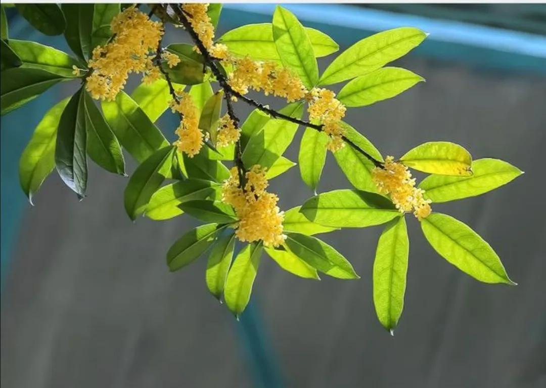 千姿百态的桂花(图2)