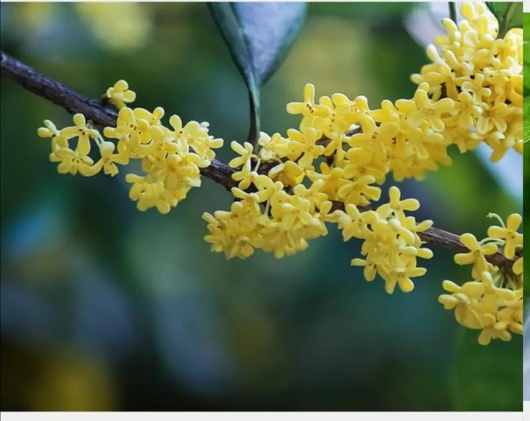 千姿百态的桂花(图3)