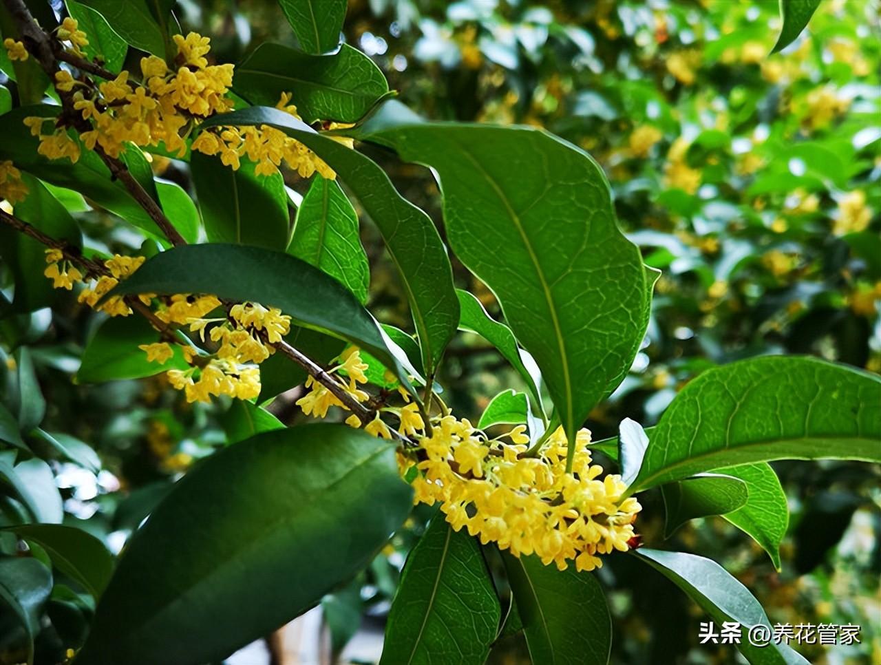 深秋至，满城桂花香(图1)