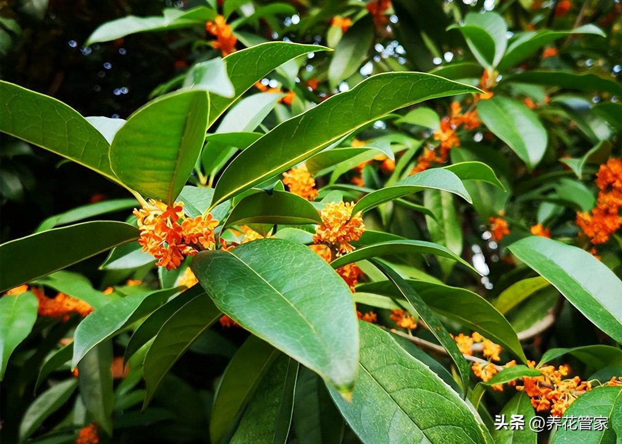 深秋至，满城桂花香(图2)